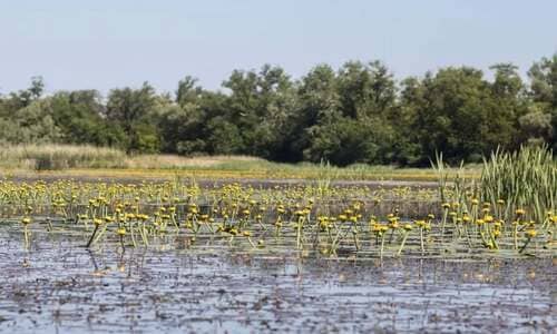 Флора і фауна Кременчуцьких плавнів