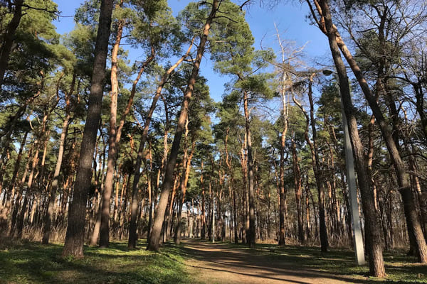 Сосновий парк Лохвиця